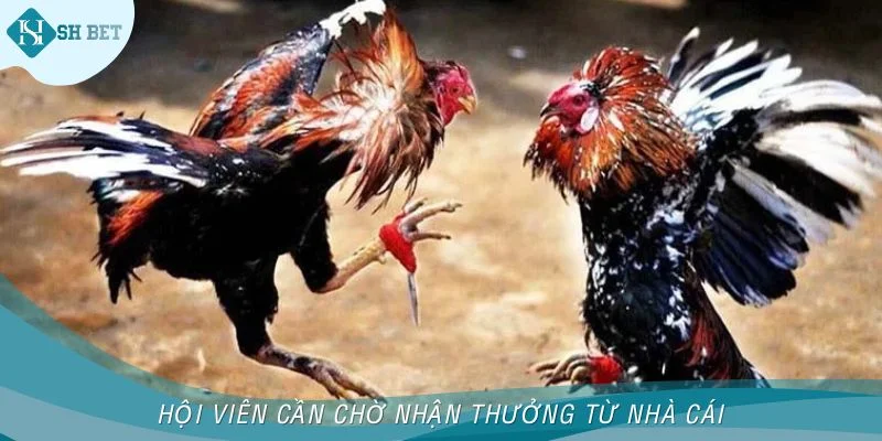 Mọi người chỉ cần chờ kết quả và nhận thưởng từ nhà cái