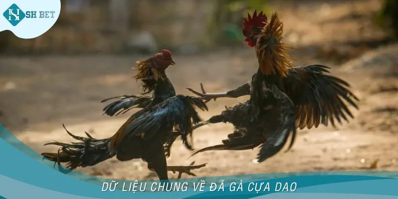 Tìm hiểu dữ liệu khi giới thiệu đá gà cựa dao