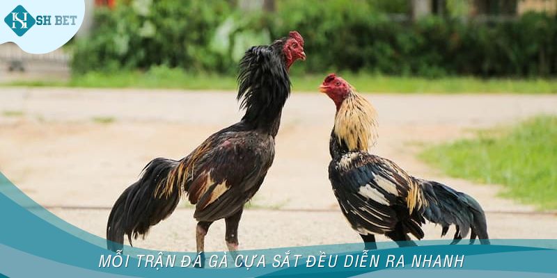 Mỗi trận đá gà cựa sắt đều diễn ra nhanh