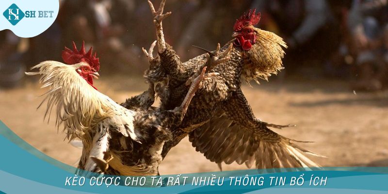 Kèo cược cho ta rất nhiều thông tin bổ ích