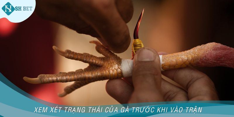 Xem xét trạng thái của gà trước khi vào trận