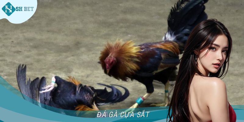 Đá Gà Cựa Sắt - Xem Các Trận Đấu Từ Những Chiến Kê Tại SHBET