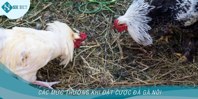 Các mức thưởng khi đặt cược đá gà nòi