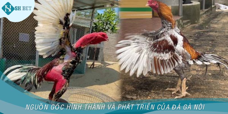 Nguồn gốc hình thành và phát triển của đá gà nòi
