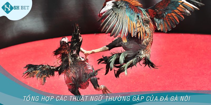 Tổng hợp các thuật ngữ thường gặp của đá gà nòi