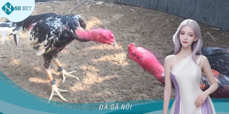 Trải Nghiệm Đá Gà Nòi Đỉnh Cao Tại Đấu Trường SHBET