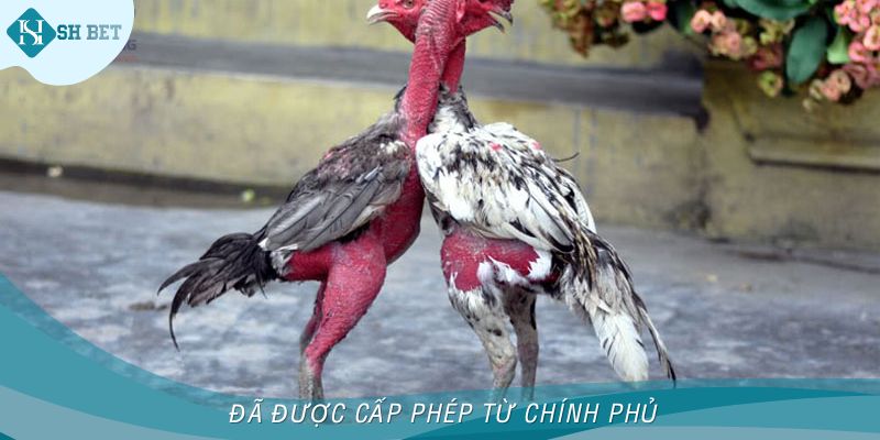 Đã được cấp phép từ chính phủ