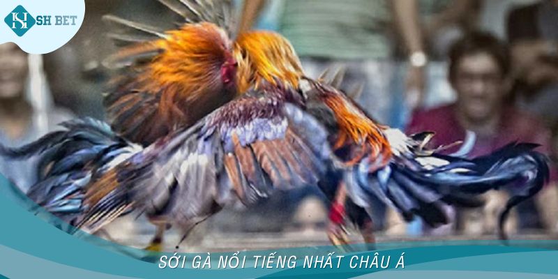 Sới gà nổi tiếng nhất châu Á