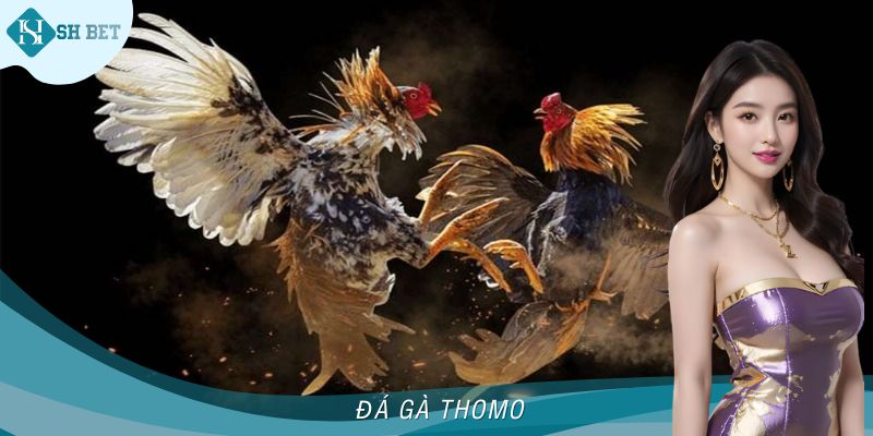Đá Gà Thomo SHBET - Vừa Giải Trí Vừa Kiếm Tiền Cùng Đam Mê
