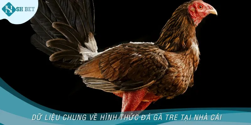 Dữ liệu chung về hình thức đá gà tre tại nhà cái