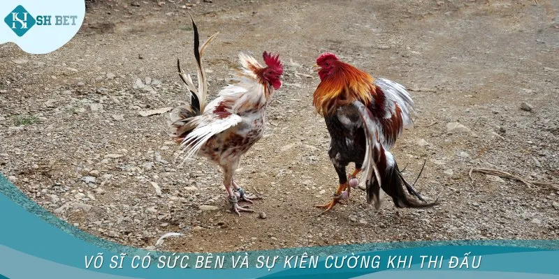 Võ sĩ có sức bền và sự kiên cường khi thi đấu