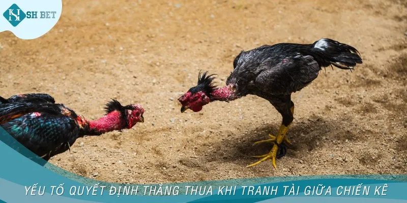 Yếu tố quyết định thắng thua khi tranh tài giữa chiến kê