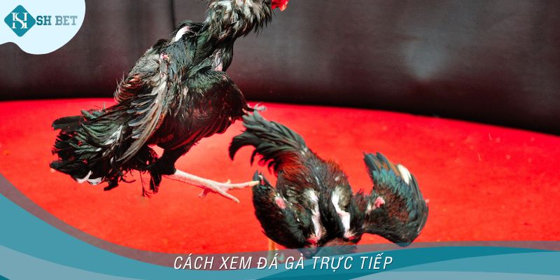 Cách xem đá gà trực tiếp