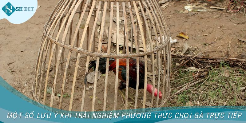 Một số lưu ý khi trải nghiệm phương thức chọi gà trực tiếp