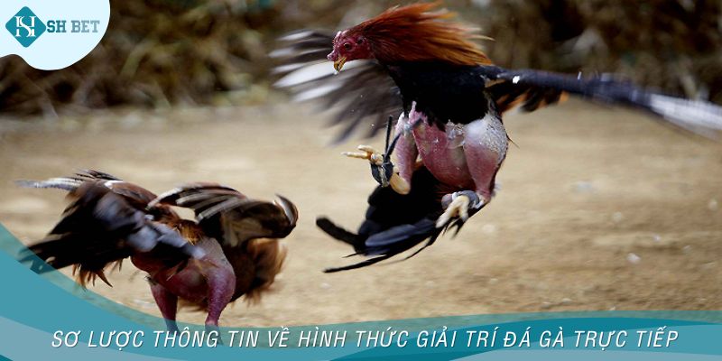 Sơ lược thông tin về hình thức giải trí đá gà trực tiếp