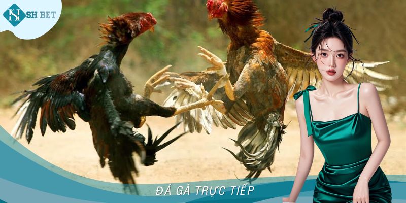 Đá Gà Trực Tiếp - Cá Cược Cực Hấp Dẫn Tại Nhà Cái SHBET