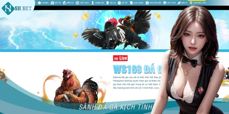 Đá gà là bộ môn cá cược truyền thống quen thuộc tại Việt Nam